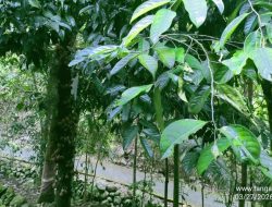 Wangi dan Berkhasiat! Mengenal Buah Kepel, “Parfum Alami” Langka Khas Yogyakarta