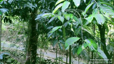 Wangi dan Berkhasiat! Mengenal Buah Kepel, “Parfum Alami” Langka Khas Yogyakarta