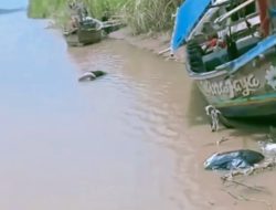 Pamit Buang Air, Pemetik Buah Asal Arahan Hilang Misterius di Arus Sungai Cimanuk Indramayu