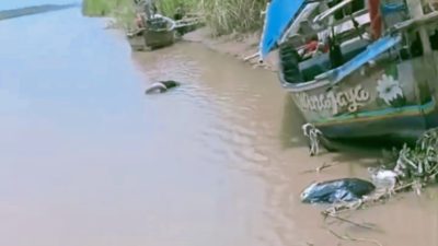 Pamit Buang Air, Pemetik Buah Asal Arahan Hilang Misterius di Arus Sungai Cimanuk Indramayu