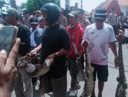 BIKIN GELENG-GELENG! Target 10 Ribu Massa, Demo KOMPI di Indramayu Malah Sepi dan Berujung ‘Hadiah’ Biawak