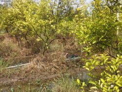 Pamit Servis Motor, Pria di Indramayu Ditemukan Tewas Mengapung di Kebun Jeruk