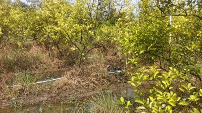 Pamit Servis Motor, Pria di Indramayu Ditemukan Tewas Mengapung di Kebun Jeruk
