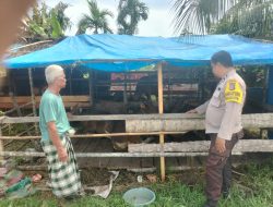 Dukung Asta Cita 2026, Polsek Sungai Batang Dampingi Peternak Sapi di Inhil Raih Swasembada Pangan