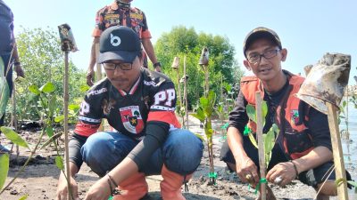 Aksi Nyata Hijaukan Pesisir, Pemuda Pancasila Indramayu Tanam 1.000 Mangrove di Pantai Karangsong