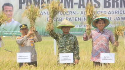 Dandim 0616/Indramayu Hadiri Panen Perdana PM-AAS di Terisi: Produktivitas Tembus 11 Ton per Hektare